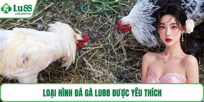 Loại hình đá gà LU88 được yêu thích
