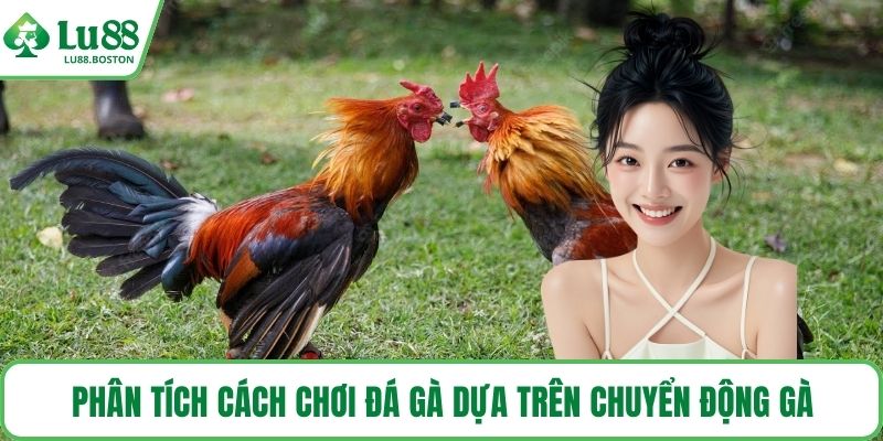 Phân tích cách chơi đá gà dựa trên chuyển động gà